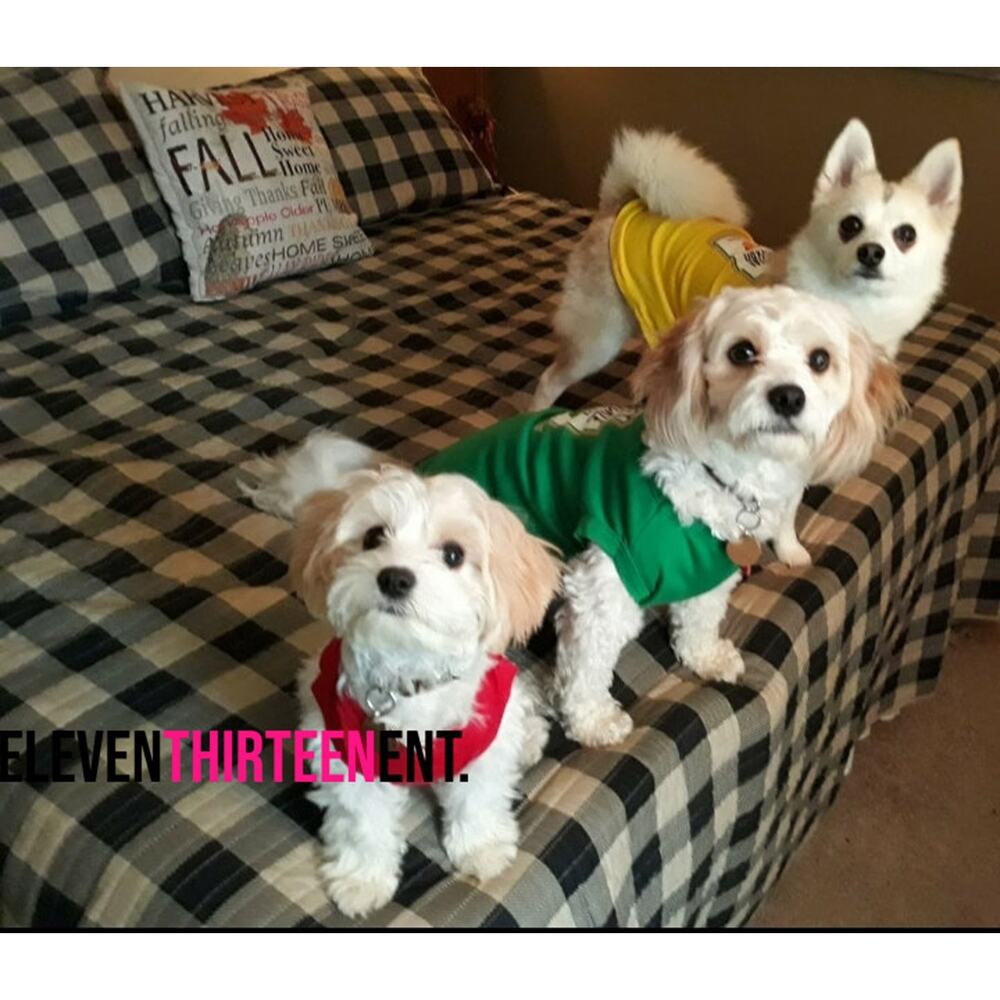 Condiment Halloween Costumes For Small and Big Dogs Cats SM to 6XL - Picture 7 of 8